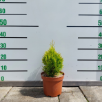 Tuja západná (Thuja occidentalis) ´GOLDEN SMARAGD´® - výška 20-30 cm, kont. C2L